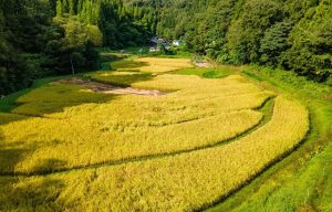 正善寺の棚田