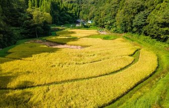 正善寺の棚田