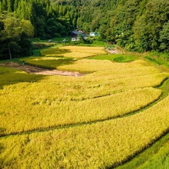 正善寺の棚田