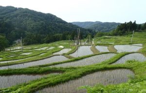 角間の棚田T済