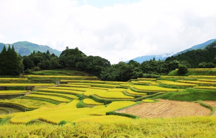 夏水（なつみ）｜ 熊本県美里町 | 棚田NAVI