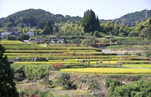 白石野