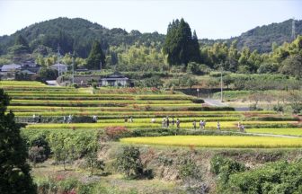 白石野