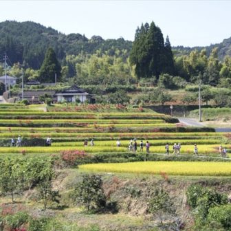 白石野