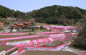 大道理芝桜1