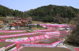 大道理芝桜1