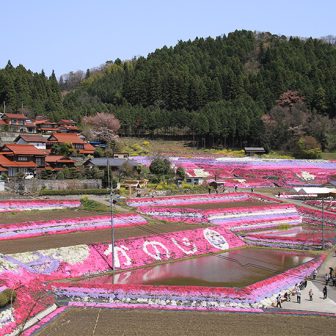 大道理芝桜1