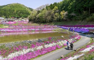 大道理芝桜2
