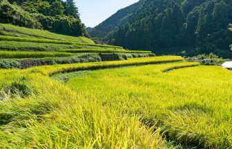 芋谷の棚田（秋）
