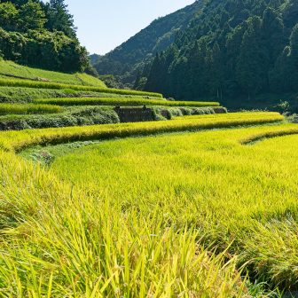 芋谷の棚田（秋）