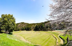 惣代棚田春