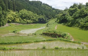 平野棚田1
