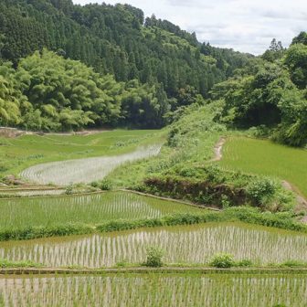 平野棚田1