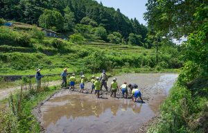 芋谷の棚田（田植え）