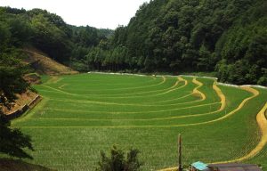 惣代の稲作