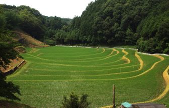 惣代の稲作