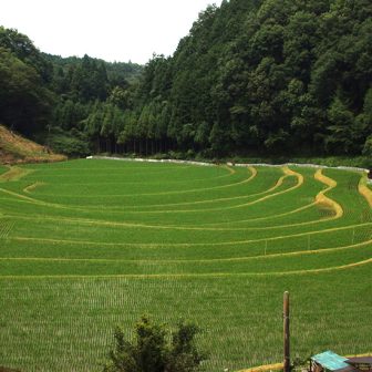 惣代の稲作
