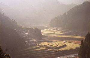 杉野原2