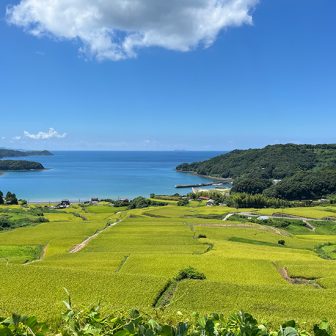 駄竹の棚田
