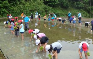 惣代 田植え