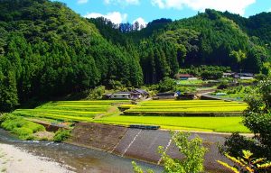 杉野原4