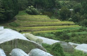沼谷3_棚田とトマトのハウス