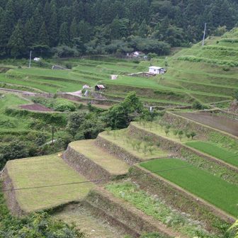 府殿の棚田