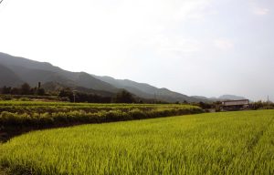平岡公民館前（葛城山麓地域棚田）