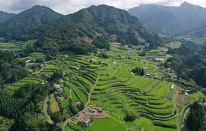 東岸寺扇の峰棚田_夏