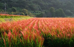 吉井上棚田 赤米
