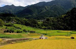 雨瀧音田の棚田　3