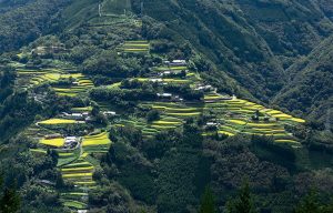 下松尾 仙人の棚田 3