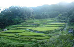 持尾棚田