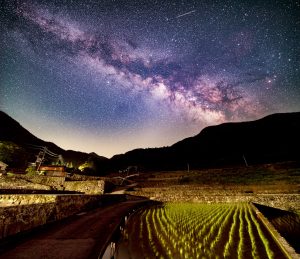 雲仙市ちぢわ棚田/2025年5月撮影/畑山実