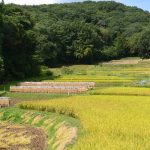 岩の作棚田2014年　撮影者　上久保郁夫