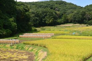 岩の作棚田2014年　撮影者　上久保郁夫