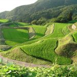 岩首棚田　撮影者　上久保郁夫