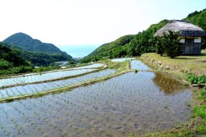 石部棚田2016年　撮影者　上久保郁夫