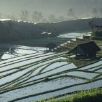 棚田と作業小屋　 撮影者：森 公夫　撮影地：バリ島　撮影日：2015年