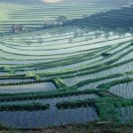 バリ島の棚田風景1　 撮影者：森 公夫　撮影地：バリ島　撮影日：2015年