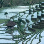 バリ島の棚田風景2　 撮影者：森 公夫　撮影地：バリ島　撮影日：2015年