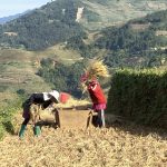 稲束打ちの脱穀作業　 撮影者：高木圭子　撮影地：ベトナム　撮影日：2024年10月